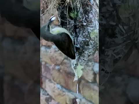 Nature’s Beauty – Sunbird Babies in Their Cozy Home (p 7) #shorts