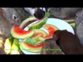 Bunny Rabbits & Guinea Pigs Eating Watermelon Rinds
