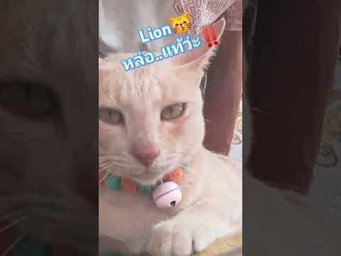 ทำเป็น😽...เขินนะ‼️ไลอ้อนwoody