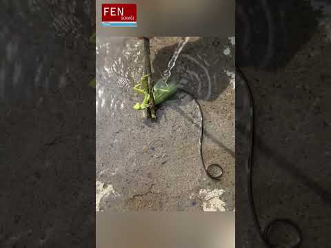 Peygamberdevesinden Çıkan Gizemli Parazit! At Kılı Kurdu Gerçeği #science #fensokağı #bilim