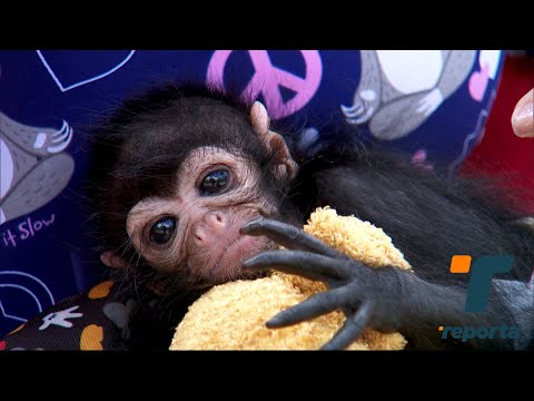 Conozca a Peppermint, el mono araña bebé del Parque Municipal Summit