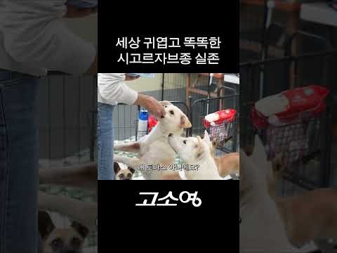 고소영의 마음을 사로잡은 역대급 귀여운 시고르자브종