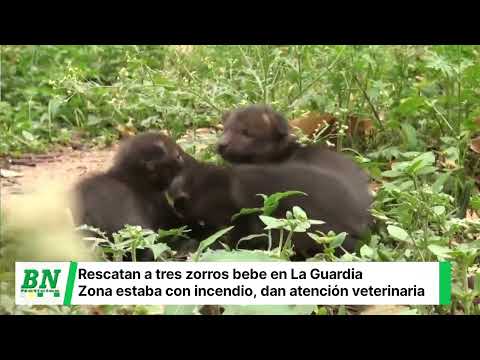 Equipo de Biodiversidad rescata a tres zorros bebés de una zona afectada por los incendios