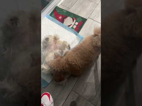 #music #puppy #friends #dog #cute