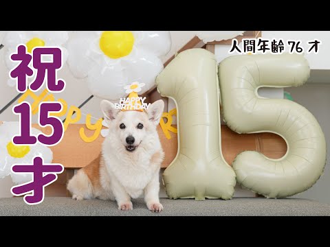 コーギー犬ノエさん、15歳の誕生日です！