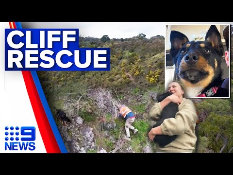Drone locates missing dog on cliff side after two-day search | 9 News Australia