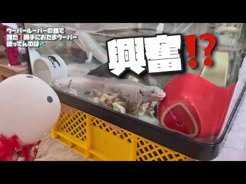 誰だ⁉️勝手にはまちゃんねるのおたまウーパーを使っているやつは笑