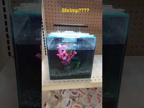Shrimp at petsmart?? 
