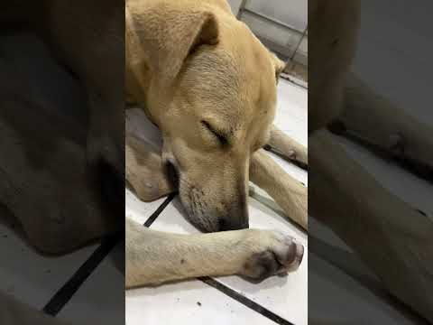 #cachorros #cachorrosdivertidos #cachorro #perros #canilla #perritos