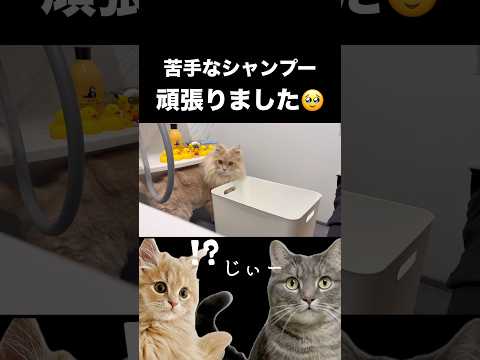 お風呂で助けを求める猫のかわいいシーンをご紹介 サムネイル