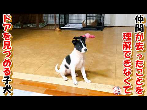 【野犬　保護犬　保護猫】仲間を探す子犬＋おまけコーナー