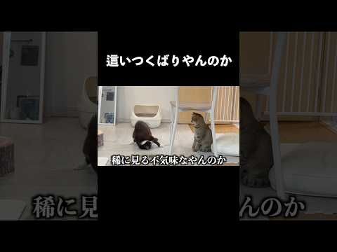 【爆笑奇行集】うちの猫のクセが強すぎるから見て欲しいw #Shorts #保護猫 #ネコ #クセがすごい