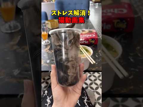 猫の動画サムネイル - ストレス吹っ飛ぶ猫動画！ #猫 #cat #cats #cute