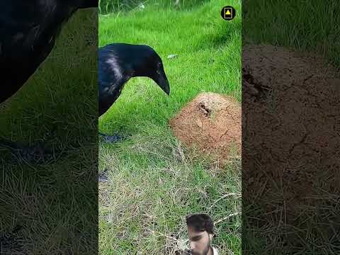 #facts #birds #animals#facts