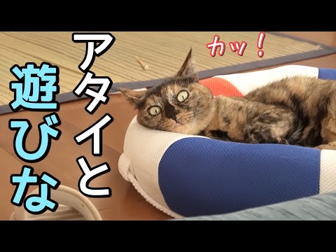 暑いのに…悲惨な休日はこちらです。猫と主の熱い闘いが幕を開けた