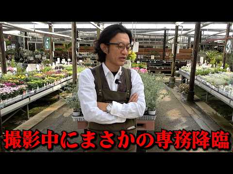 撮影中に専務降臨で一瞬にして現場が凍りつきました・・・【カーメン君】【園芸】【ガーデニング】