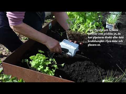 Så odlar Annika Persilja och gräslök med förgrodda plantor