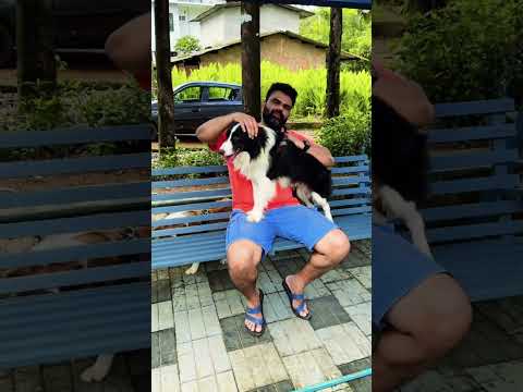 Border collie ഇഷ്ടം ❤️❤️