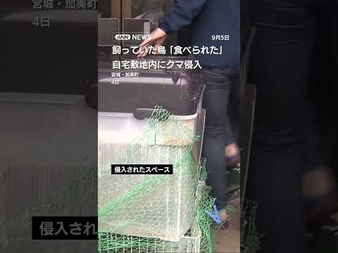 自宅にクマが侵入！飼育していた鳥の被害と安全策 サムネイル