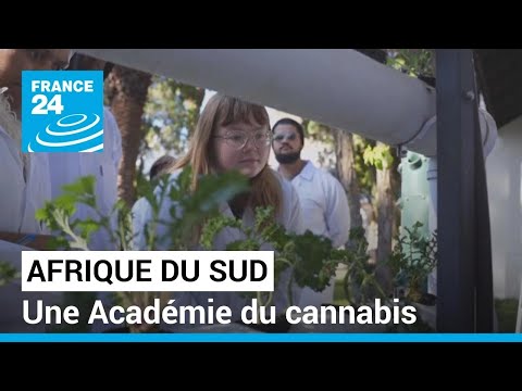 Afrique du Sud : une école pour former aux métiers du cannabis • FRANCE 24