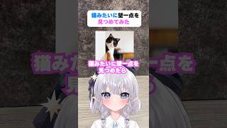 猫みたいに壁一点を見つめたら相方はどんな反応をするのか！ #shorts #エルぽき #日常 #ほのぼの