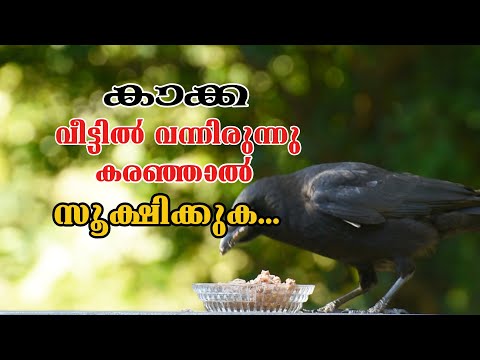 വീട്ടിൽ വന്നിരുന്നു കാക്ക കരഞ്ഞാൽ ..സൂക്ഷിക്കുക..#pranavammedia #astrology #jyothishavartha