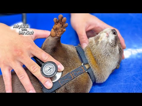 Otter Health Checkup! Very Rare Footage of Blood Draw [No Anesthesia] [Otter Life Day 943]