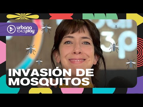 Invasión de mosquitos: el invento definitivo en #PuntoCaramelo