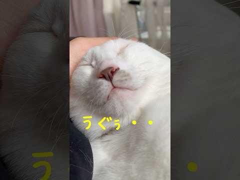 弟猫の奇行が可愛い過ぎる