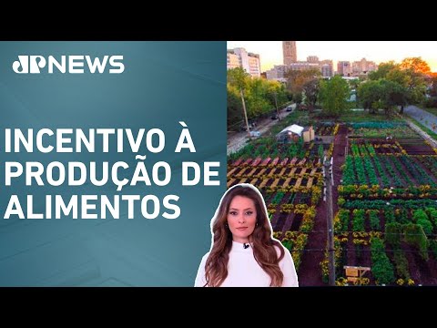 Nova lei de incentivo à agricultura urbana pode mudar municípios brasileiros; Patrícia Costa analisa