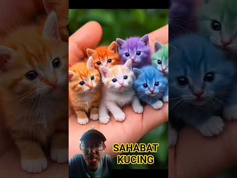 Kucing lucu warna warni, kalian pilih apa? #cat #kitten #cutecat #kucing #kucinglucu #pets