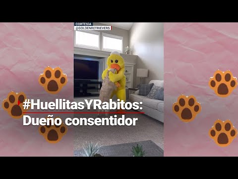 #HuellitasYRabitos: Dueño se disfraza del peluche preferido de su perro, pero todo sale mal