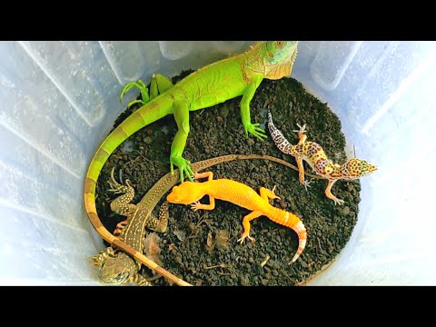 Amazing Catches and observing animal behavior, iguanas, flying lizards, geckos, skinks and others