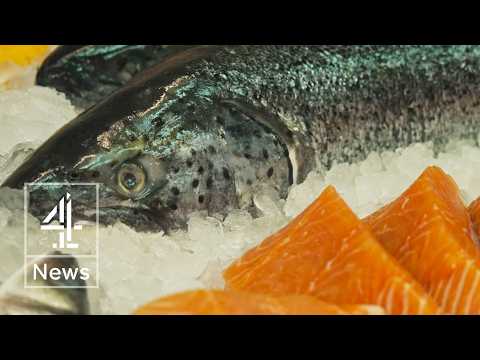 Poultry by-products being used to feed Salmon in Europe