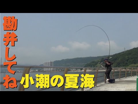 真夏の瀬戸内の小潮は地獄　七転八釣