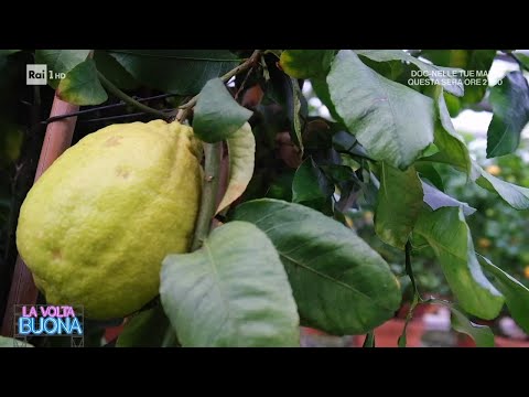 Luca Sardella e il paradiso degli agrumi - La Volta Buona 15/02/2024