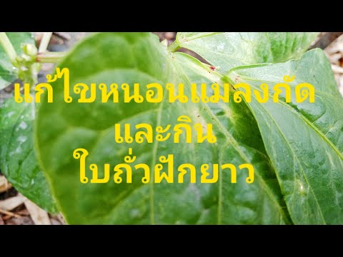 กำจัดแมลงหนอนกัดกินใบ!!เกษตรผส