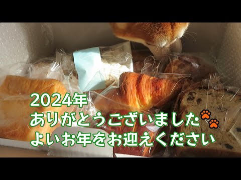 東京から届いたパンのギフトを物色する柴犬まめ