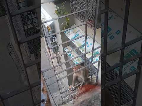 😱😱🐒 Love Eating🍐❤️#shorts#ytshorts#youtubeshorts#viral#reels#shortsfeed#explore#trending#tiktok#song