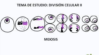 División Celular II - YouTube