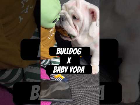 UNO DE MIS MEJORES INTERPRETACIONES 🥺😭🐶🕊️🙏🏻 #badbunny #shorts #dtmf
