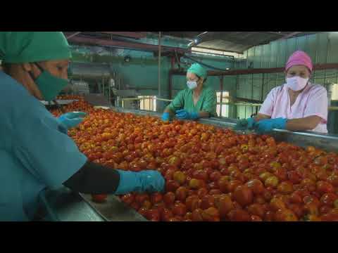 Fabrica Conservas en procesamiento del tomate para la producción de pasta, puré, salsas y derivados