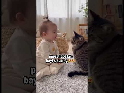 ao cute #cat #kucing #kucinglucu #funnyvideo #funny