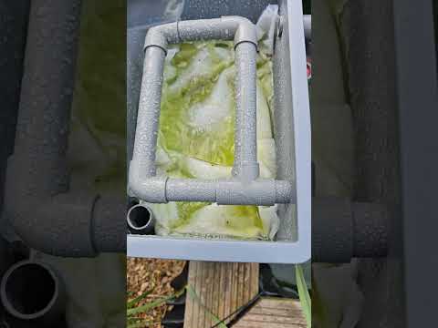 5 hours in #koipond #cleaning #koi 