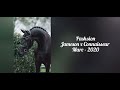 Dressuurpaard Pashsion 4 jarige merrie v. Jameson RS2