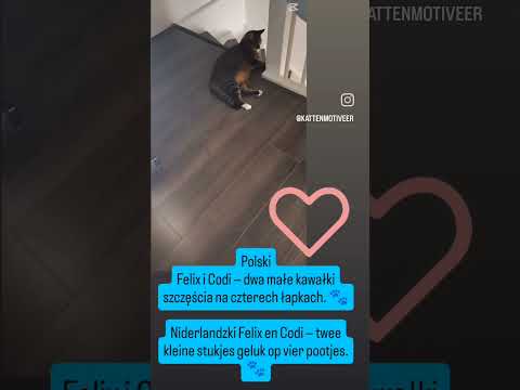 Felix en Codi — twee kleine stukjes geluk op vier pootjes.🫶♥️🐾#dc#felix #codi #geluk #leven