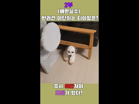 2부 강아지는 훈육을 할 필요가 있을까? 적당한 시간는? 위로그리고 배신  feat.오은영 금쪽같은x새끼