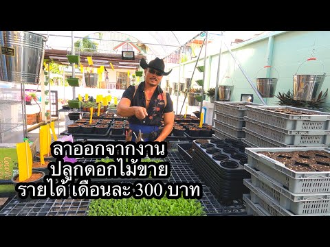 ปลูกดอกไม้ในกระถาง500ต้น