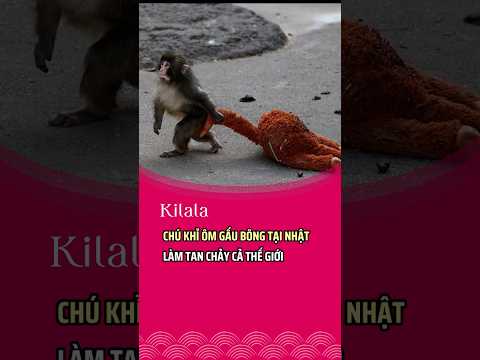 Chú khỉ con ôm gấu bông tại Nhật làm tan chảy trái tim cả thế giới. #kilala #kilalavn