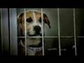 Pedigree Commercial - Mary Grace